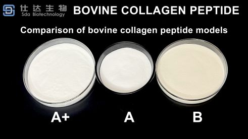 Type II Collagen Peptide Provider Essence Applications